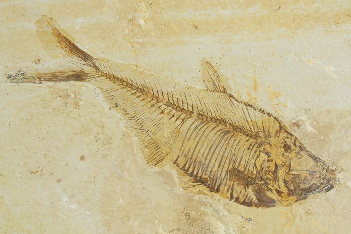 Detailed Fossil Fish (Diplomystus) - Wyoming #320357